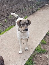 BONNIE, Hund, Mischlingshund in Rumänien - Bild 21