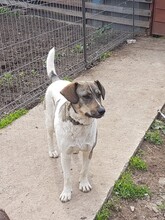 BONNIE, Hund, Mischlingshund in Rumänien - Bild 23
