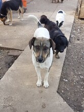 BONNIE, Hund, Mischlingshund in Rumänien - Bild 24