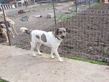 BONNIE, Hund, Mischlingshund in Rumänien - Bild 25