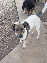 BONNIE, Hund, Mischlingshund in Rumänien - Bild 26