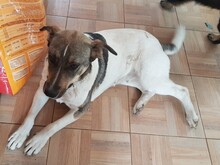 BONNIE, Hund, Mischlingshund in Rumänien - Bild 28