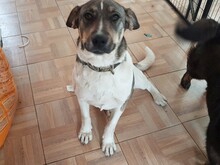 BONNIE, Hund, Mischlingshund in Rumänien - Bild 29