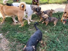 BONNIE, Hund, Mischlingshund in Rumänien - Bild 4