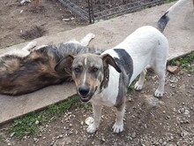 BONNIE, Hund, Mischlingshund in Rumänien - Bild 6