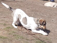 BONNIE, Hund, Mischlingshund in Rumänien - Bild 7