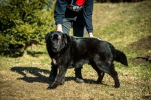 KILIMANJARO, Hund, Mischlingshund in Ungarn - Bild 1