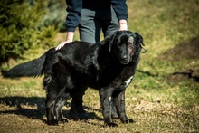 KILIMANJARO, Hund, Mischlingshund in Ungarn - Bild 3