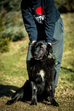 KILIMANJARO, Hund, Mischlingshund in Ungarn - Bild 4