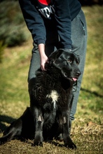 KILIMANJARO, Hund, Mischlingshund in Ungarn - Bild 5