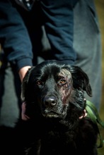 KILIMANJARO, Hund, Mischlingshund in Ungarn - Bild 6