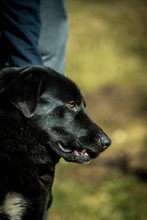 KILIMANJARO, Hund, Mischlingshund in Ungarn - Bild 8
