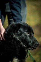 KILIMANJARO, Hund, Mischlingshund in Ungarn - Bild 9