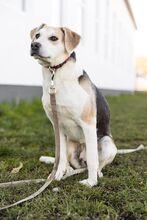 TERI, Hund, Mischlingshund in Bad Wünnenberg - Bild 4
