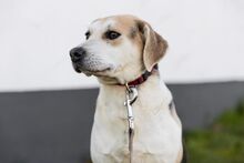 TERI, Hund, Mischlingshund in Bad Wünnenberg - Bild 6