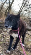 VENOM, Hund, Mischlingshund in Slowakische Republik - Bild 2