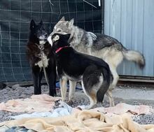 VENOM, Hund, Mischlingshund in Slowakische Republik - Bild 4