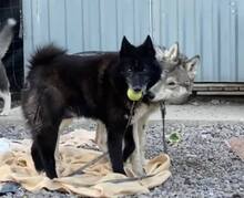 VENOM, Hund, Mischlingshund in Slowakische Republik - Bild 5