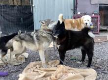 VENOM, Hund, Mischlingshund in Slowakische Republik - Bild 7