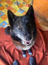 VENOM, Hund, Mischlingshund in Slowakische Republik - Bild 9