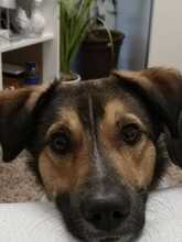 MONTY, Hund, Mischlingshund in Berlin - Bild 2