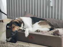 MONTY, Hund, Mischlingshund in Berlin - Bild 5