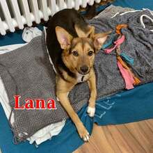 LANA, Hund, Mischlingshund in Gerbrunn - Bild 1