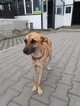 ANISHA, Hund, Mischlingshund in Rumänien - Bild 1