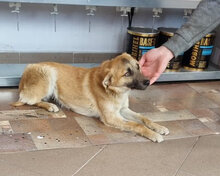 ANISHA, Hund, Mischlingshund in Rumänien - Bild 2