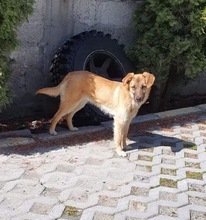 ANISHA, Hund, Mischlingshund in Rumänien - Bild 3