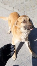 ANISHA, Hund, Mischlingshund in Rumänien - Bild 6