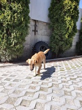 ANISHA, Hund, Mischlingshund in Rumänien - Bild 7