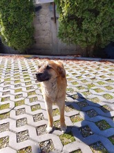 ANISHA, Hund, Mischlingshund in Rumänien - Bild 8