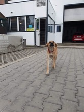ANISHA, Hund, Mischlingshund in Rumänien - Bild 9