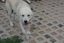 SAMU, Hund, Mischlingshund in Bulgarien - Bild 11