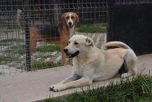 SAMU, Hund, Mischlingshund in Bulgarien - Bild 12