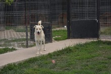 SAMU, Hund, Mischlingshund in Bulgarien - Bild 14