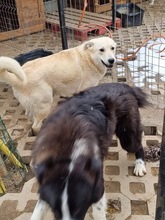 SAMU, Hund, Mischlingshund in Bulgarien - Bild 15