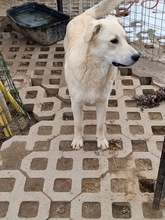 SAMU, Hund, Mischlingshund in Bulgarien - Bild 17
