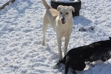 SAMU, Hund, Mischlingshund in Bulgarien - Bild 18