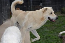 SAMU, Hund, Mischlingshund in Bulgarien - Bild 2