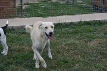 SAMU, Hund, Mischlingshund in Bulgarien - Bild 3