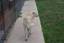 SAMU, Hund, Mischlingshund in Bulgarien - Bild 5