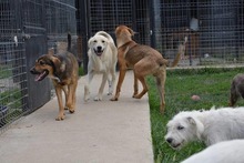 SAMU, Hund, Mischlingshund in Bulgarien - Bild 7