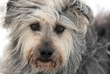 OTTO, Hund, Mischlingshund in Ortenberg - Bild 11
