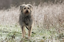 OTTO, Hund, Mischlingshund in Ortenberg - Bild 13