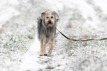 OTTO, Hund, Mischlingshund in Ortenberg - Bild 18