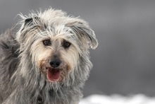 OTTO, Hund, Mischlingshund in Ortenberg - Bild 2