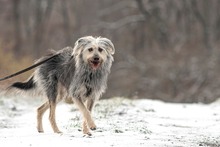 OTTO, Hund, Mischlingshund in Ortenberg - Bild 4
