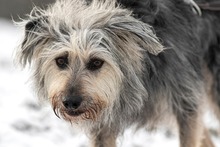 OTTO, Hund, Mischlingshund in Ortenberg - Bild 7